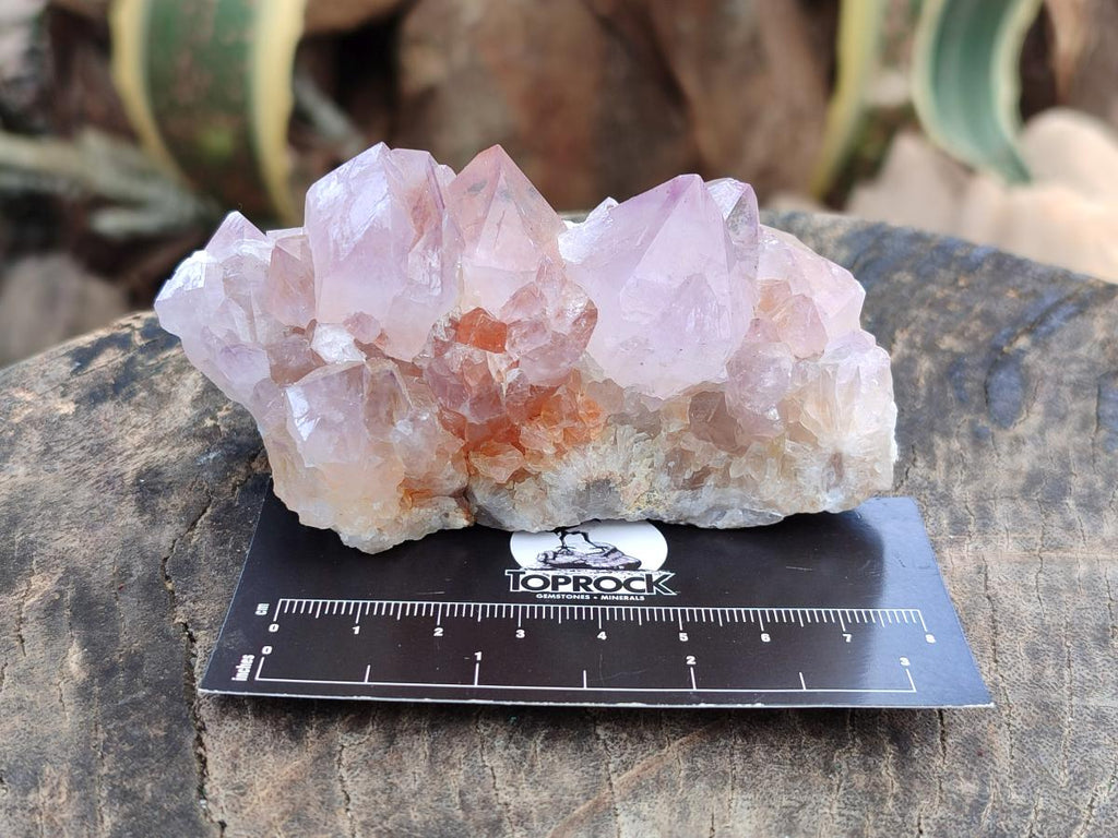 Natural Sunburst Amethyst Spirit Clusters x 6 From Boekenhouthoek, South Africa