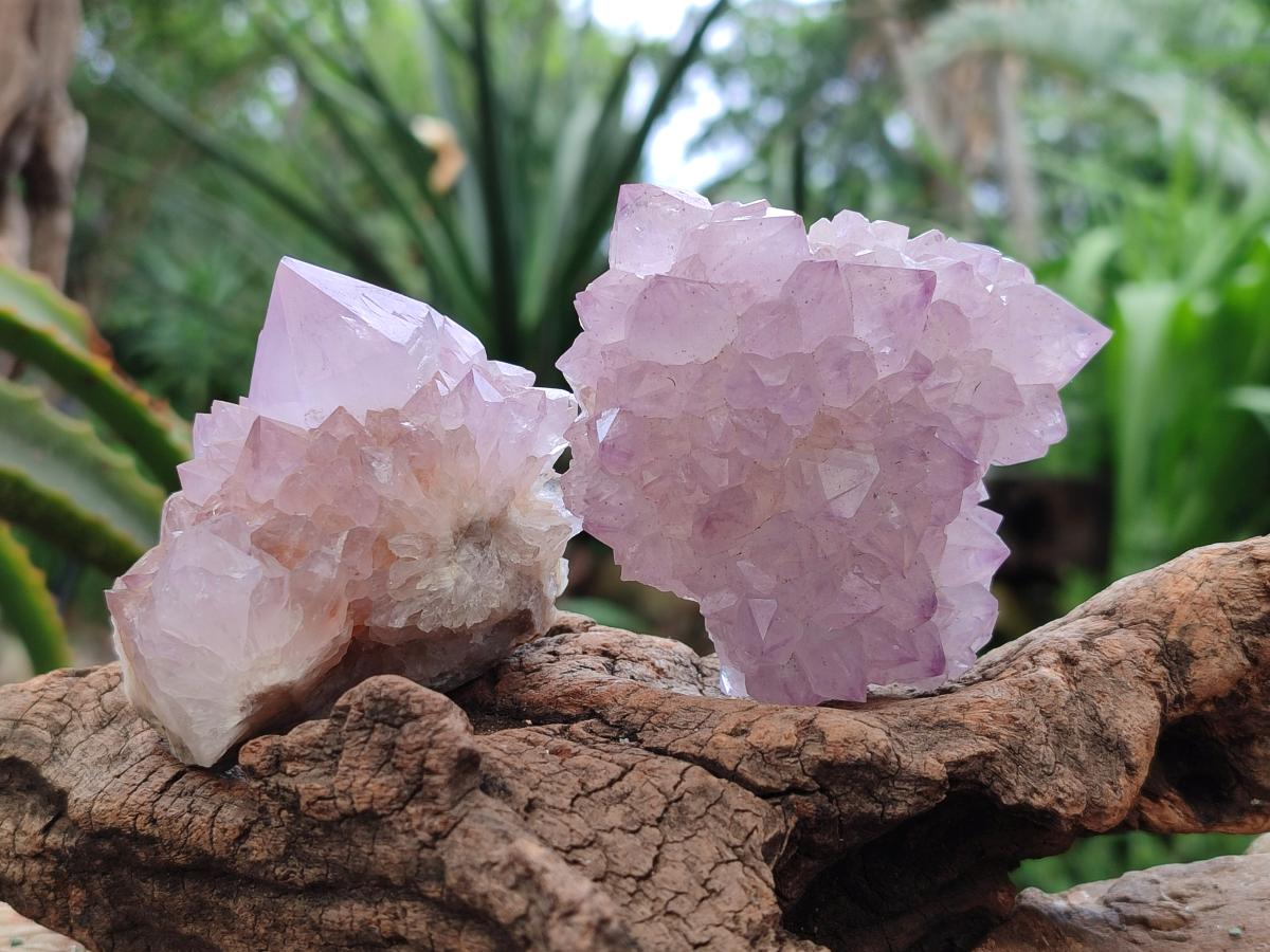 Natural Sunburst Amethyst Spirit Clusters x 6 From Boekenhouthoek, South Africa