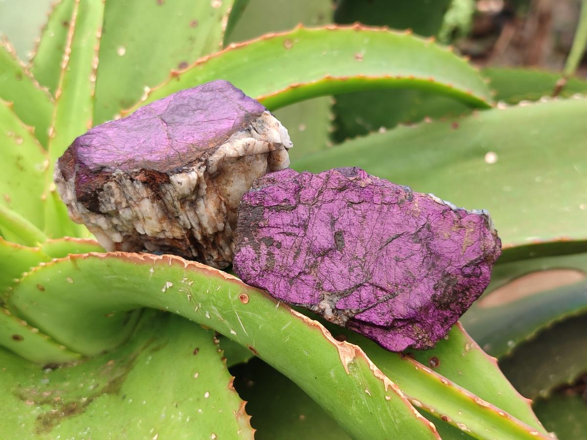 Natural Metallic Purpurite Specimens x 12 From Erongo, Namibia