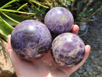 Polished Lepidolite Spheres x 3 From Madagascar