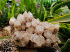Natural Large Smokey White Phantom Quartz Cluster x 1 From Luena, Congo