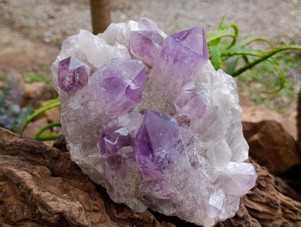 Natural Jacaranda Amethyst Crystal Clusters x 2 From Mumbwa, Zambia