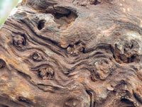 Polished On One Side Petrified Wood Branches x 2 From Gokwe, Zimbabwe