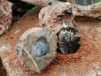 Polished On One Side Petrified Wood Branches x 2 From Gokwe, Zimbabwe