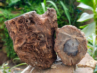 Polished On One Side Petrified Wood Branches x 2 From Gokwe, Zimbabwe