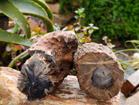 Polished On One Side Petrified Wood Branches x 2 From Gokwe, Zimbabwe