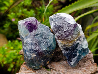 Natural Watermelon Fluorite Cobbed Specimens x 14 From Uis, Namibia
