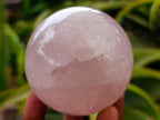 Polished Gemmy Rose Quartz Spheres x 3 From Madagascar - Toprock Gemstones and Minerals 