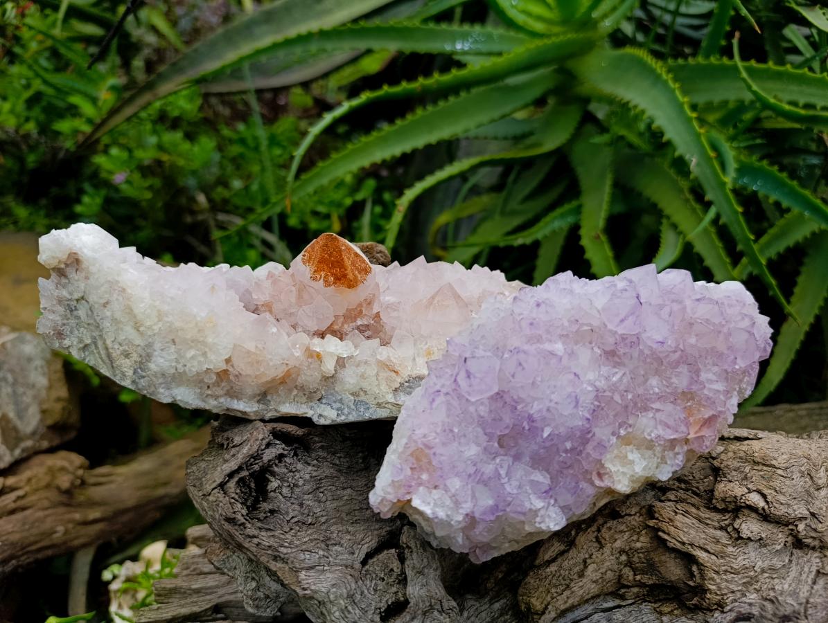 Natural Sunburst Amethyst Spirit Clusters x 2 From Boekenhouthoek, South Africa