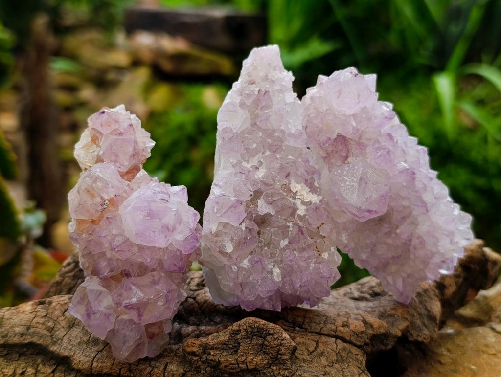 Natural Sunburst Amethyst Spirit Clusters x 12 From Boekenhouthoek, South Africa