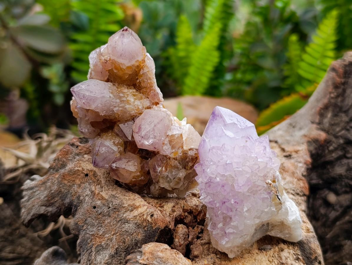 Natural Sunburst Amethyst Spirit Clusters x 12 From Boekenhouthoek, South Africa