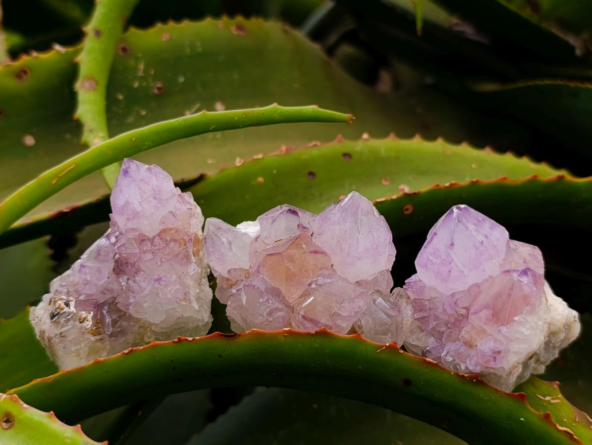 Natural Sunburst Amethyst Spirit Clusters x 12 From Boekenhouthoek, South Africa