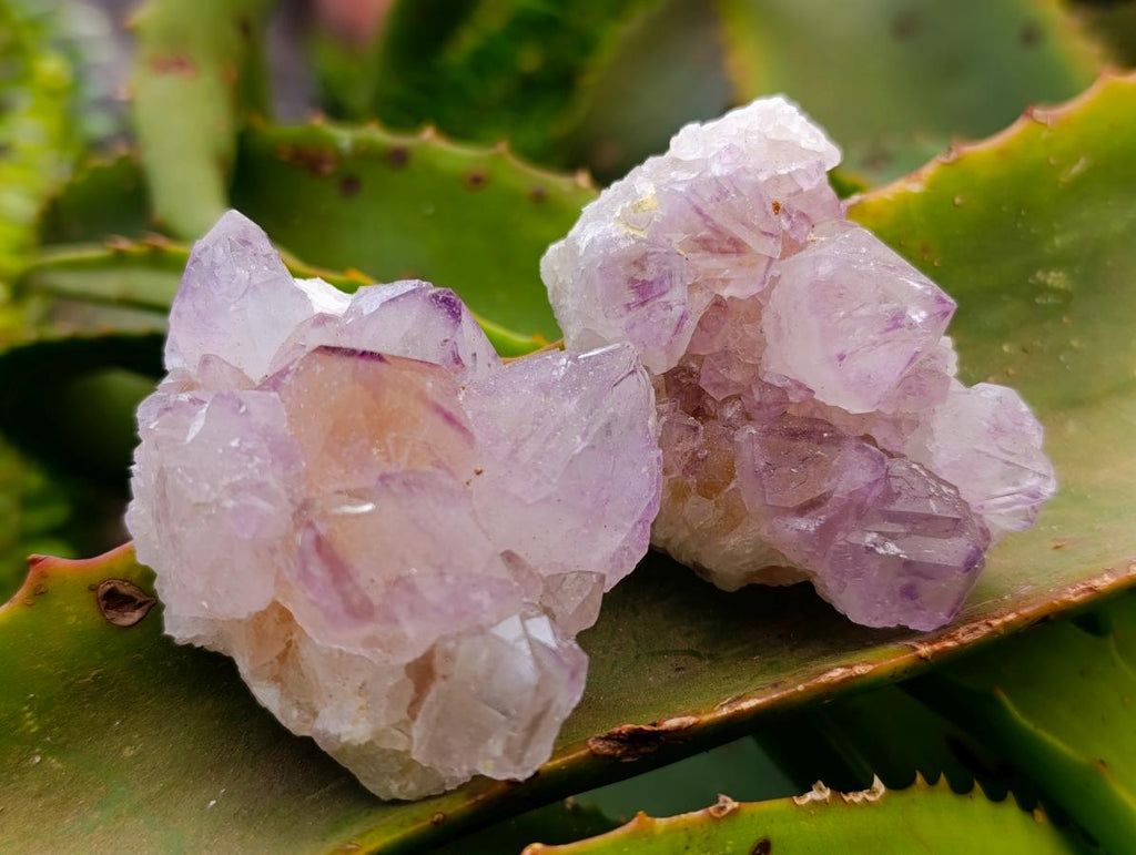 Natural Sunburst Amethyst Spirit Clusters x 12 From Boekenhouthoek, South Africa