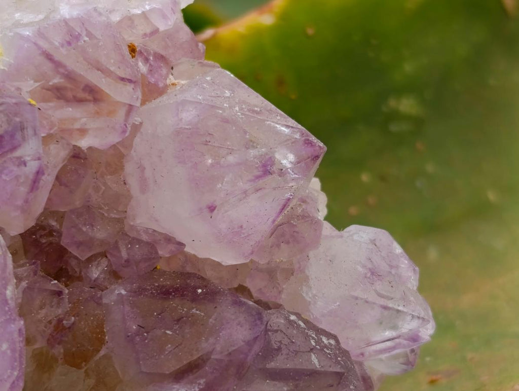 Natural Sunburst Amethyst Spirit Clusters x 12 From Boekenhouthoek, South Africa