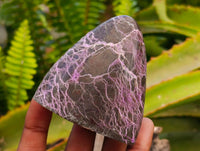 Polished Stichtite Standing Free Forms x 6 From Barberton, South Africa