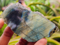 Polished On One Side Labradorite Slices x 12 From Tulear, Madagascar