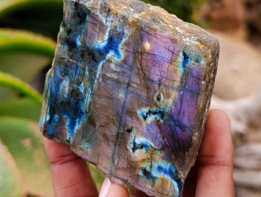 Polished On One Side Labradorite Slices x 12 From Tulear, Madagascar