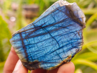 Polished On One Side Labradorite Slices x 12 From Tulear, Madagascar