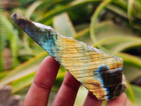 Polished On One Side Labradorite Slices x 12 From Tulear, Madagascar