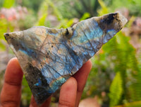 Polished On One Side Labradorite Slices x 12 From Tulear, Madagascar