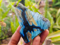 Polished On One Side Labradorite Slices x 12 From Tulear, Madagascar