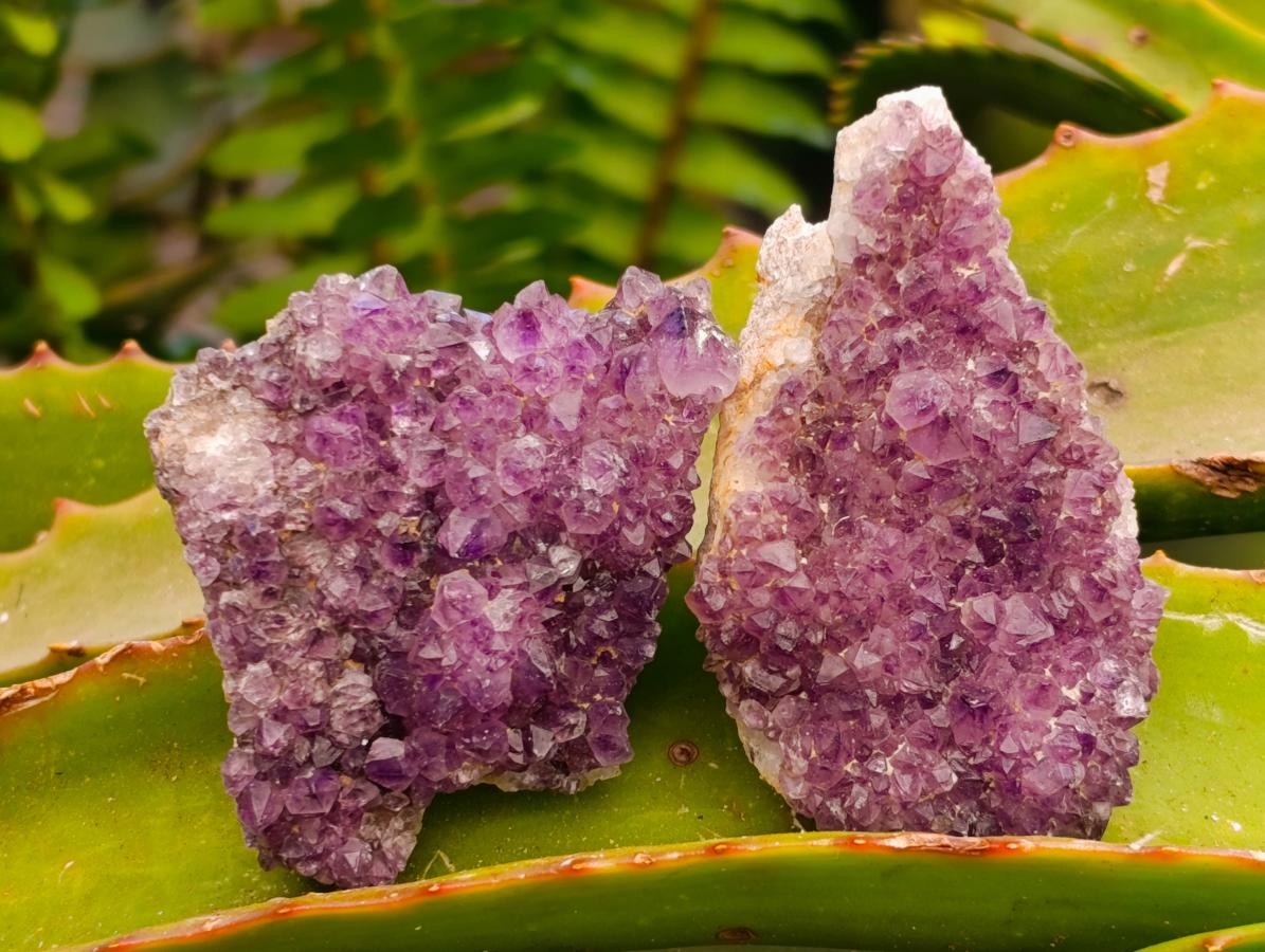 Natural Amethystos Amethyst Clusters x 20 From Kwaggafontein, South Africa