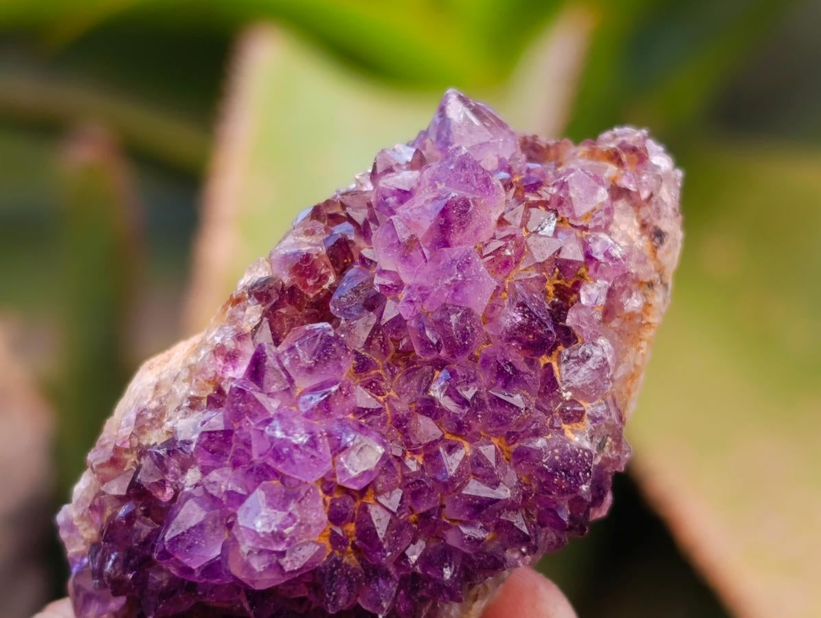 Natural Amethystos Amethyst Clusters x 20 From Kwaggafontein, South Africa