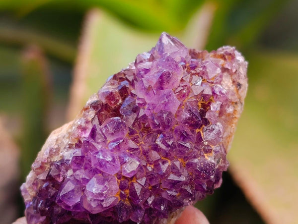 Natural Amethystos Amethyst Clusters x 20 From Kwaggafontein, South Africa