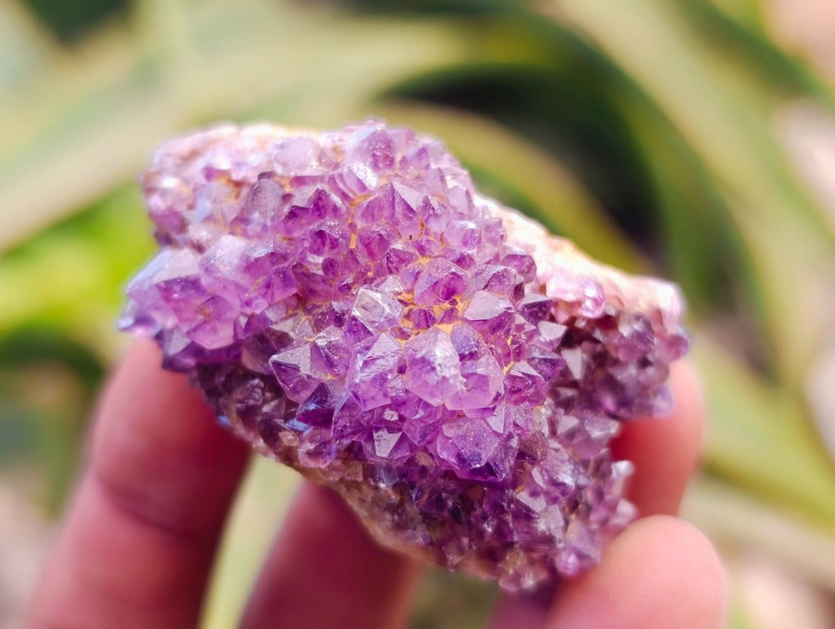 Natural Amethystos Amethyst Clusters x 20 From Kwaggafontein, South Africa