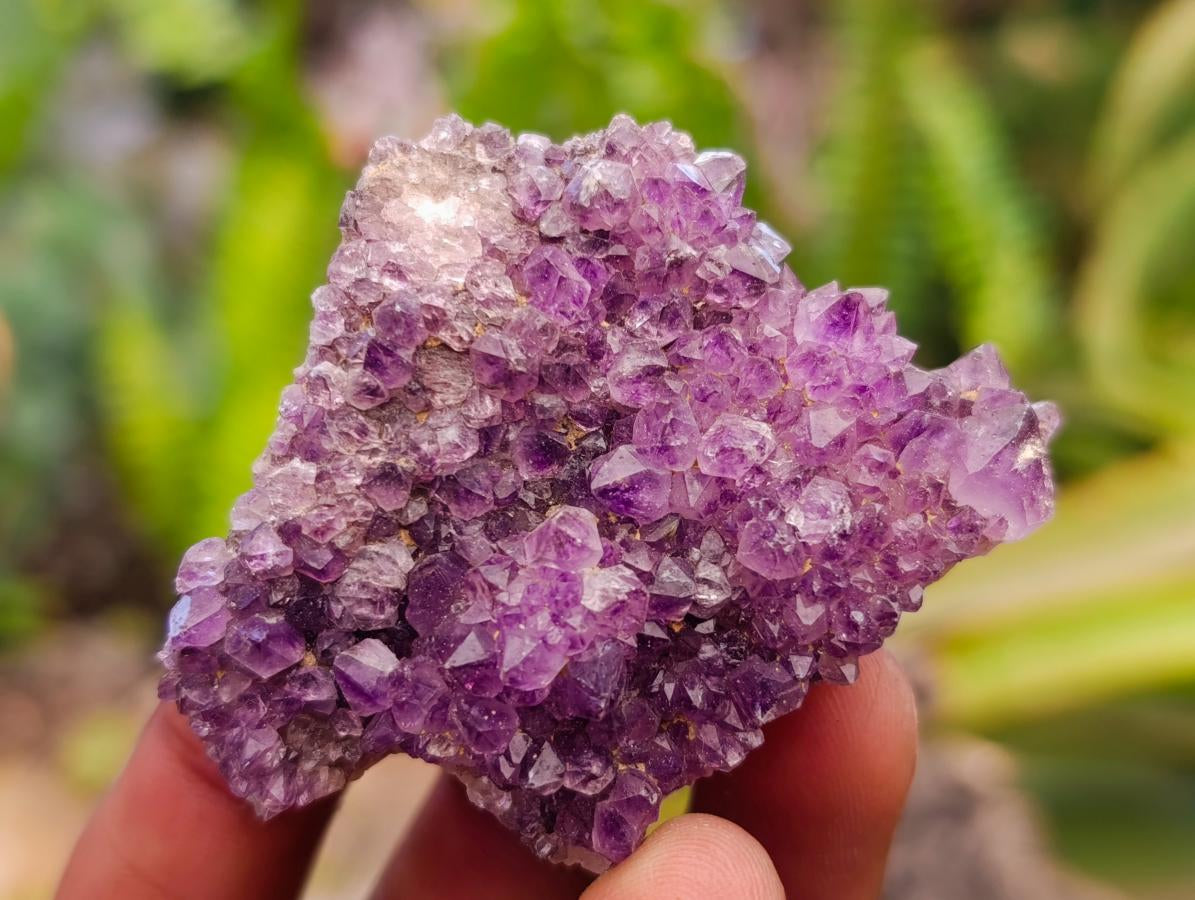Natural Amethystos Amethyst Clusters x 20 From Kwaggafontein, South Africa