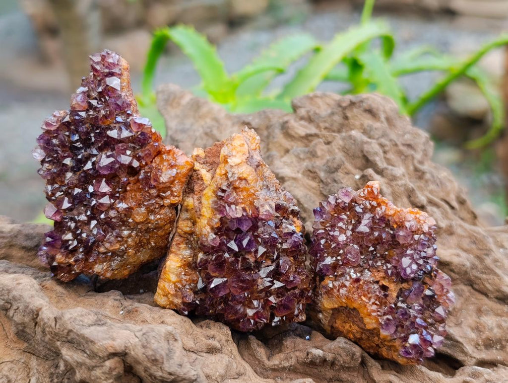 Natural Amethystos Amethyst Clusters x 20 From Kwaggafontein, South Africa