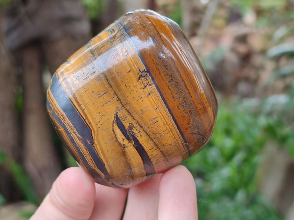 Polished Jumbo Golden Tigers Eye With Banded Iron Stone Free Forms x 6 From Prieska, South Africa