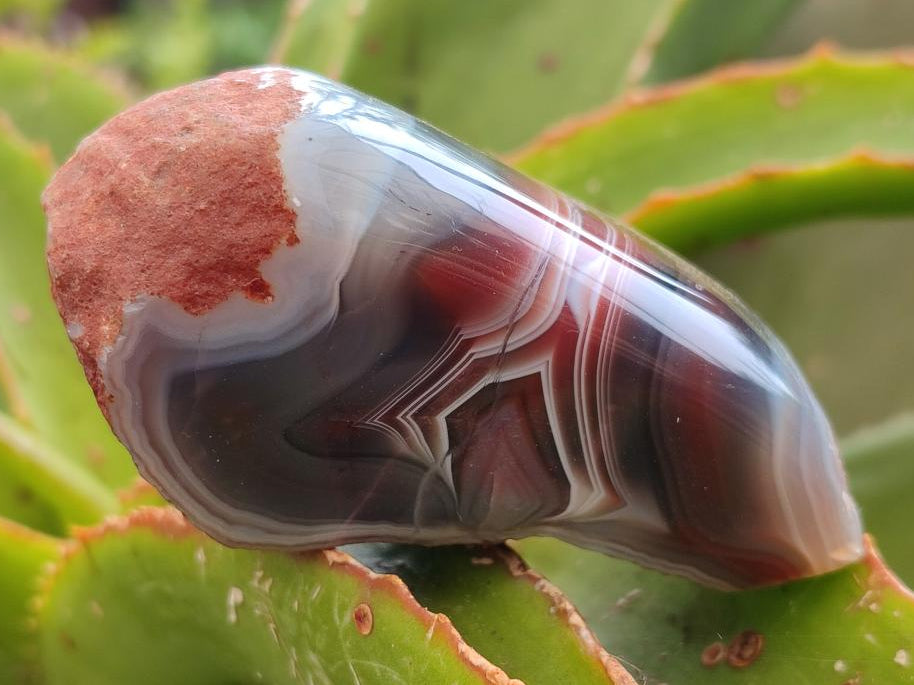 Polished Red Shashe River Agate Nodules x 6 From Shashe River, Zimbabwe