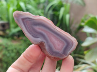 Polished Red Shashe River Agate Nodules x 6 From Shashe River, Zimbabwe
