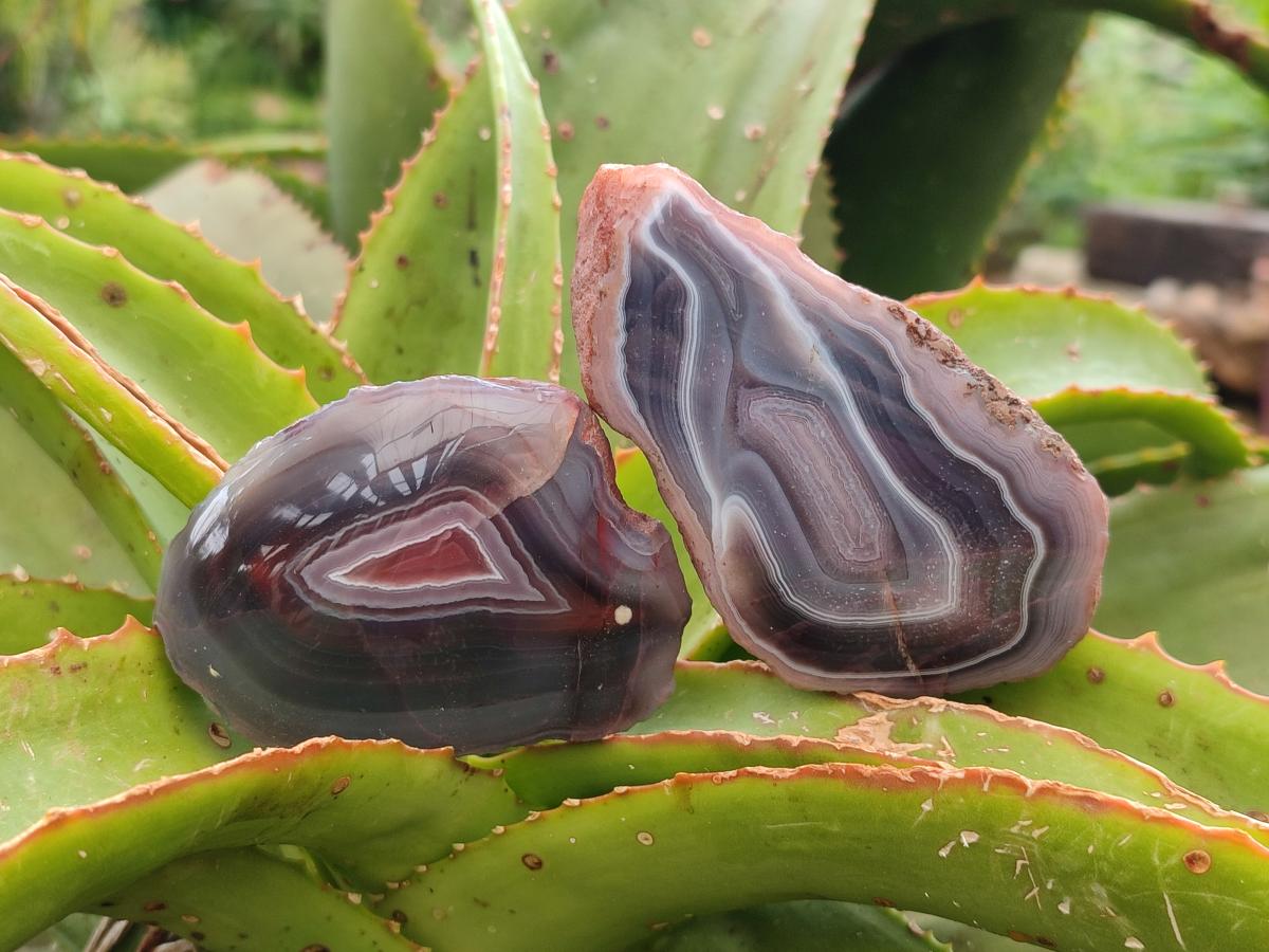 Polished Red Shashe River Agate Nodules x 6 From Shashe River, Zimbabwe