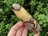 Polished Septerye Massage Wands x 6 From Mahajanga, Madagascar