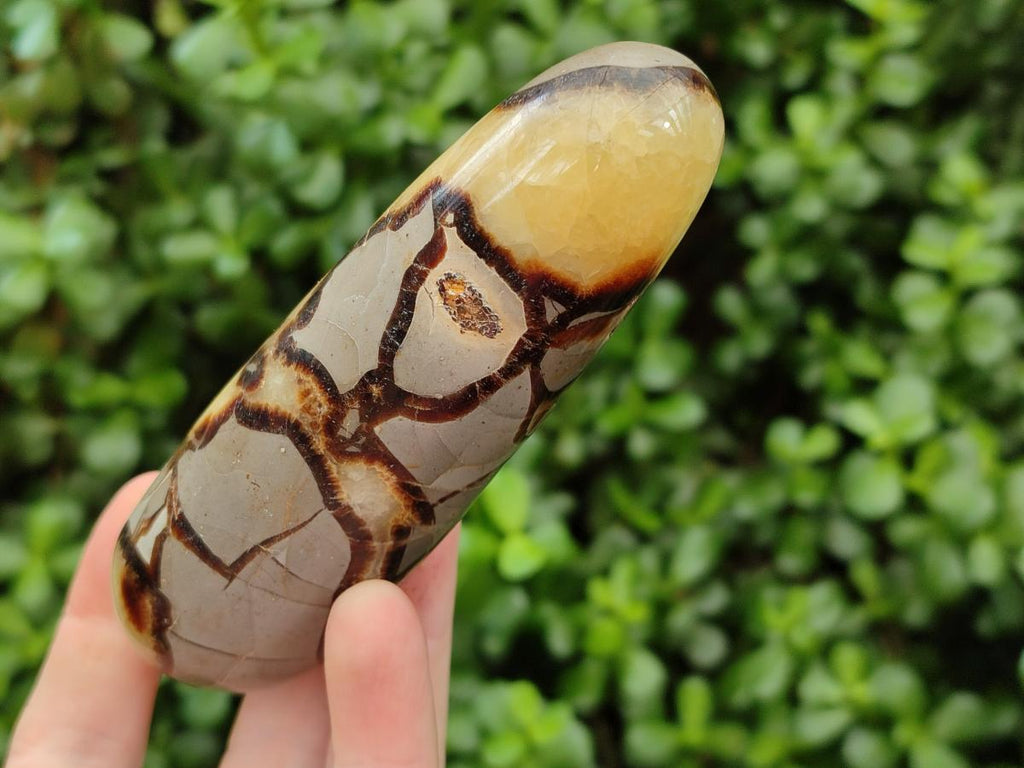 Polished Septerye Massage Wands x 6 From Mahajanga, Madagascar