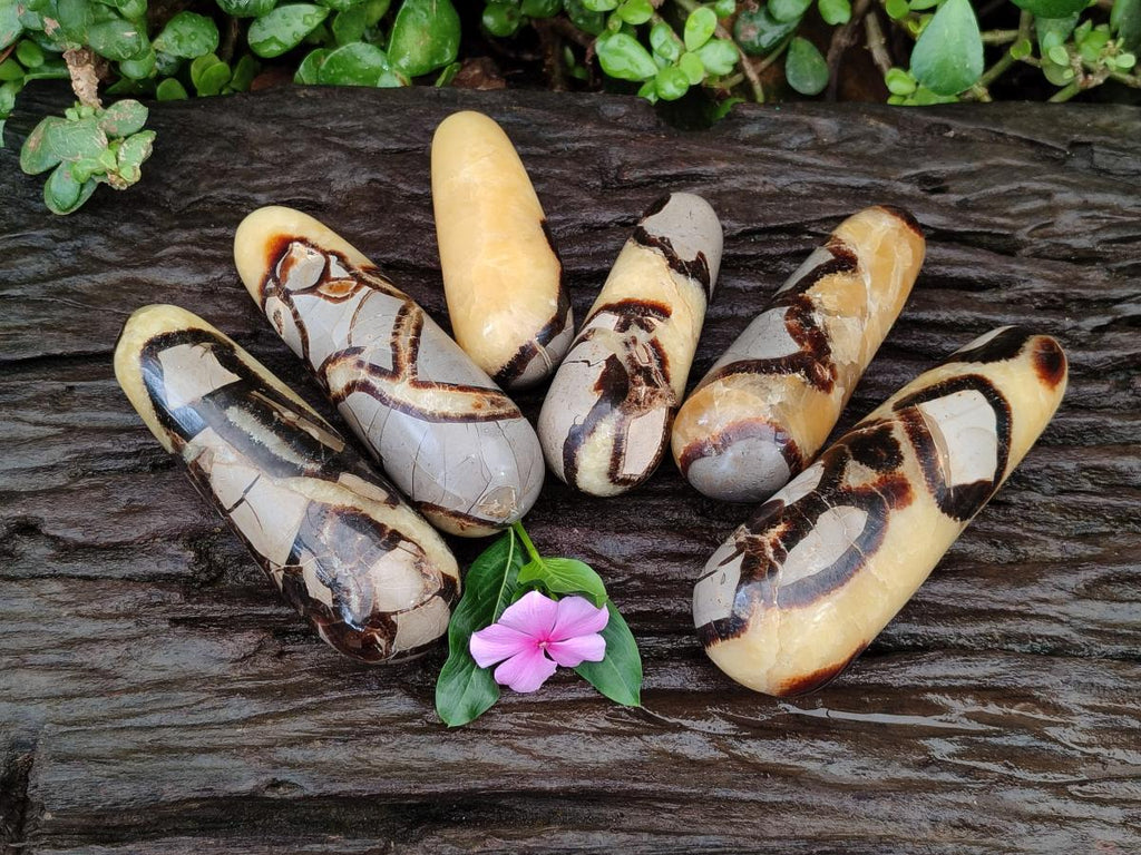 Polished Septerye Massage Wands x 6 From Mahajanga, Madagascar