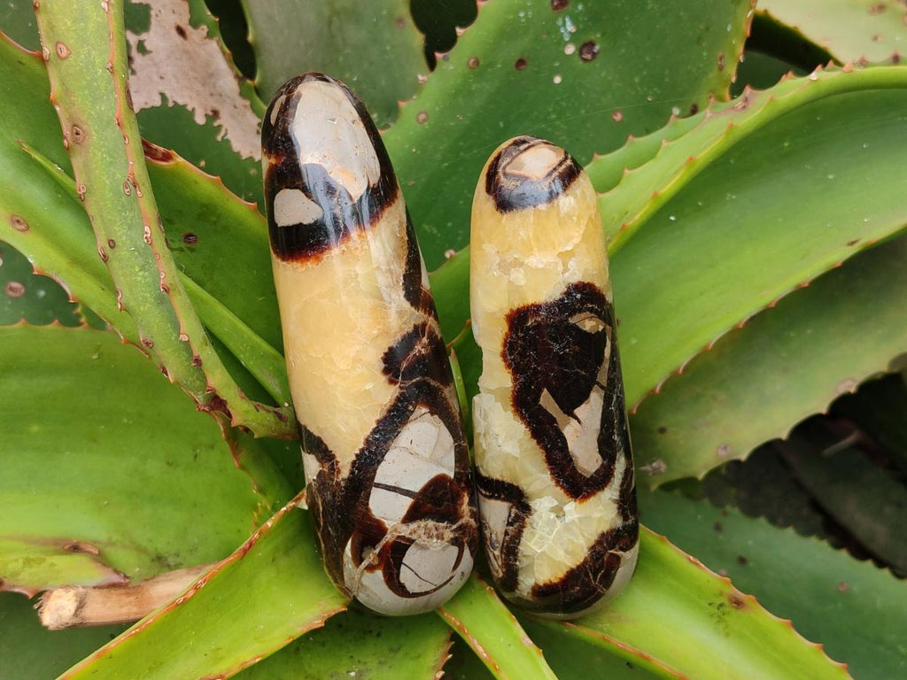 Polished Septerye Massage Wands x 6 From Mahajanga, Madagascar