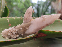 Natural Drusy Quartz Coated Spearhead Calcite Specimens x 12 From Albert's Mountain, Lesotho