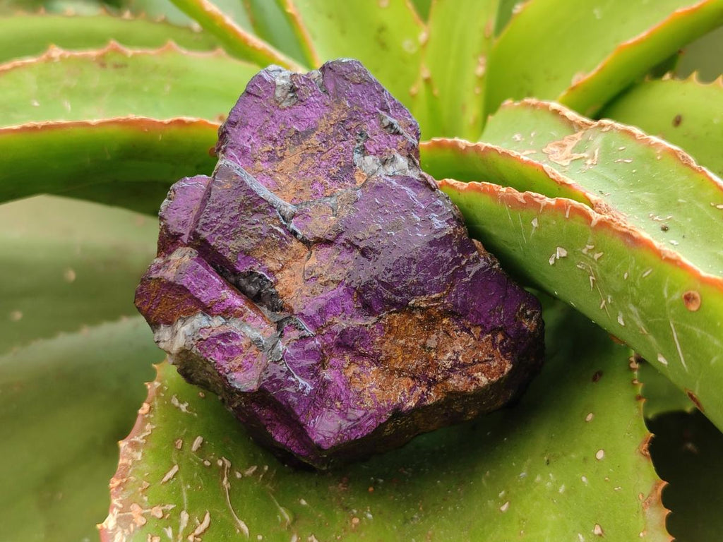 Natural Metallic Purpurite Specimens x 12 From Erongo, Namibia