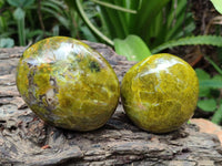 Polished Green Opal Free Forms x 12 From Betroka, Madagascar