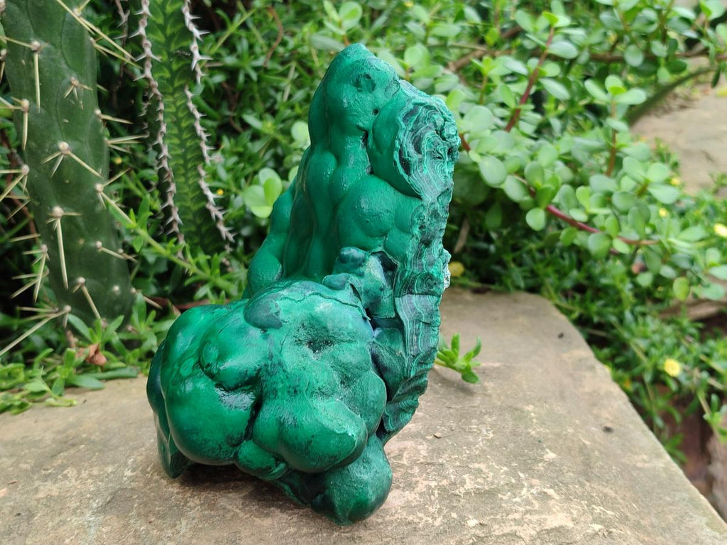 Polished Large Botryoidal Silky Malachite Specimen x 1 From Congo