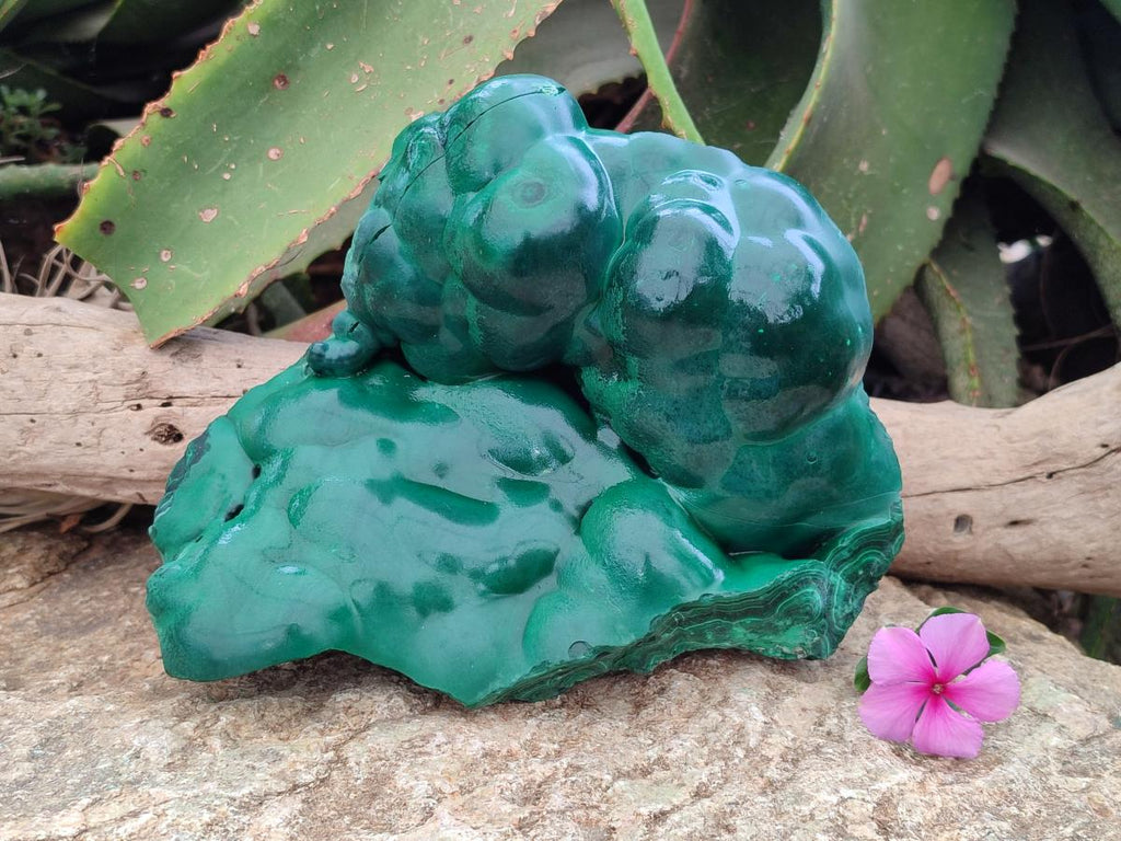 Polished Large Botryoidal Silky Malachite Specimen x 1 From Congo