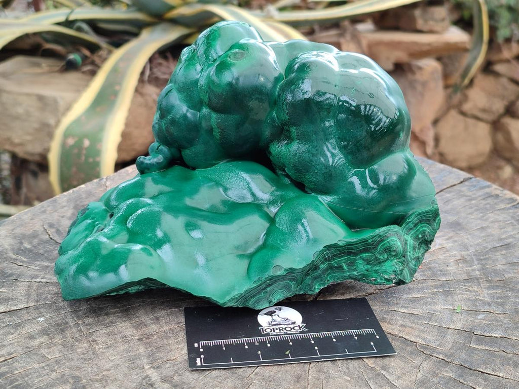 Polished Large Botryoidal Silky Malachite Specimen x 1 From Congo