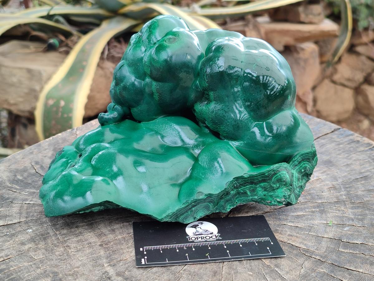 Polished Large Botryoidal Silky Malachite Specimen x 1 From Congo