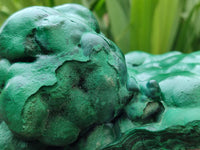 Polished Large Botryoidal Silky Malachite Specimen x 1 From Congo