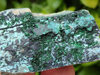 Natural Drusy Coated Chrysocolla with Malachite On Dolomite Specimens x 6 From Lupoto, Congo