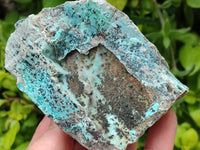 Natural Drusy Coated Chrysocolla with Malachite On Dolomite Specimens x 6 From Lupoto, Congo