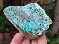 Natural Drusy Coated Chrysocolla with Malachite On Dolomite Specimens x 6 From Lupoto, Congo